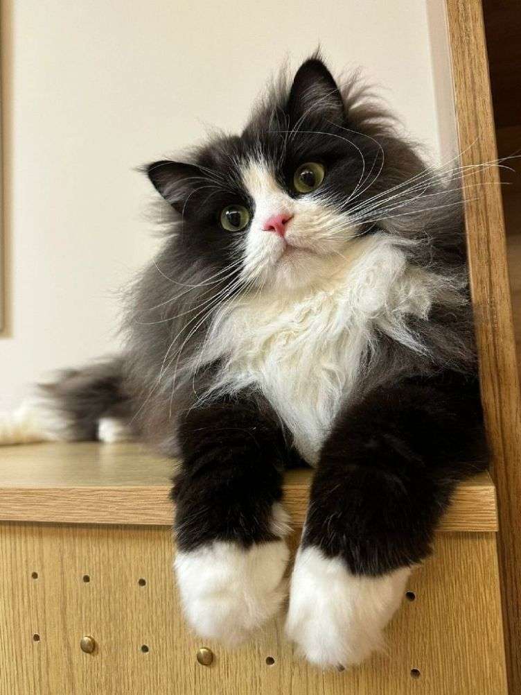 Cat before transformation