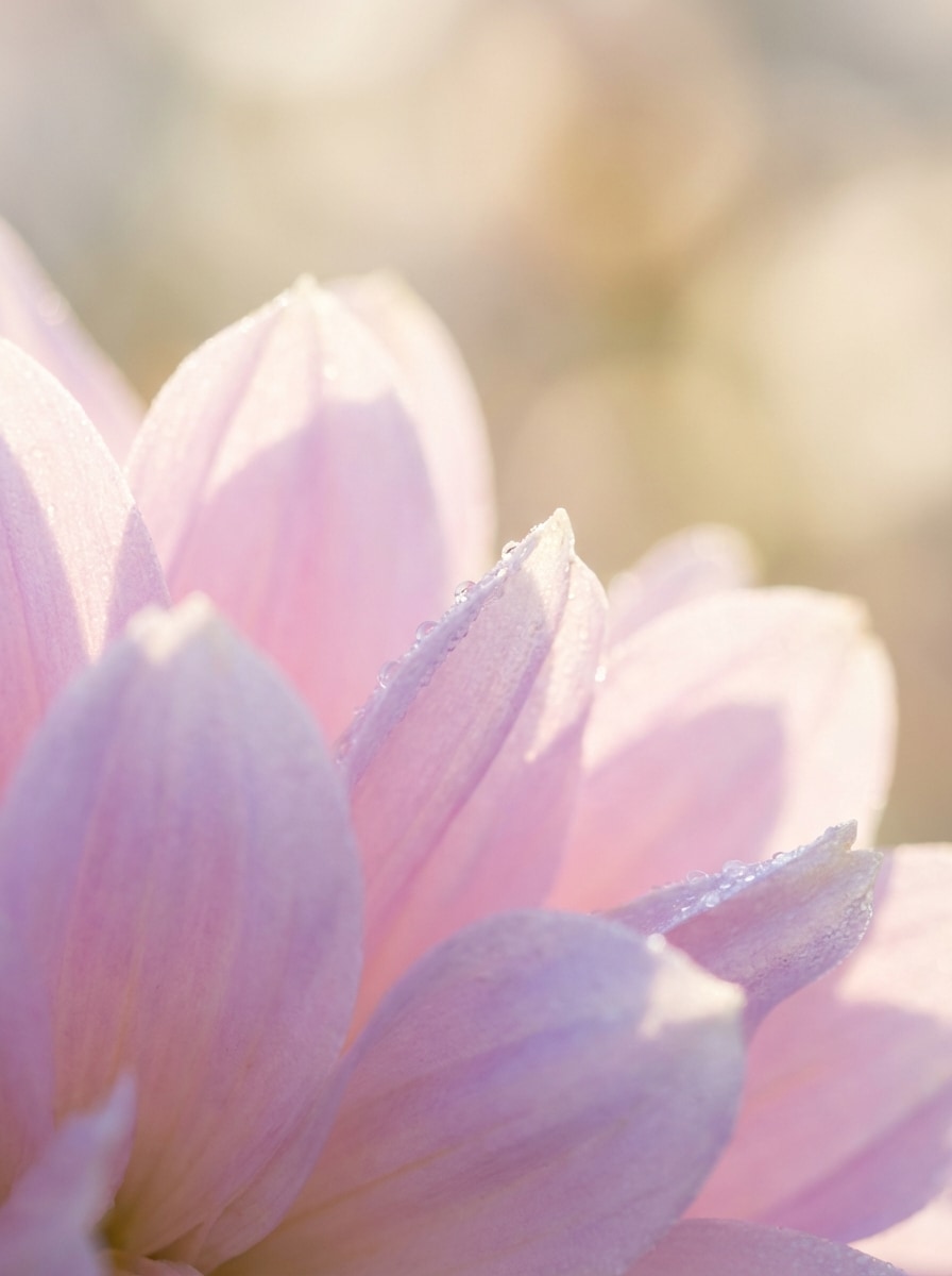 Ethereal Macro Bloom