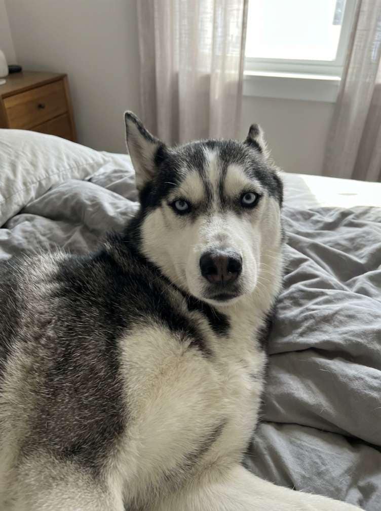 Dog before pet to human transformation