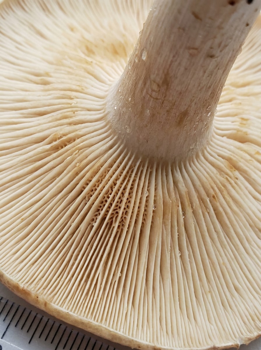 Underside Detail Focus