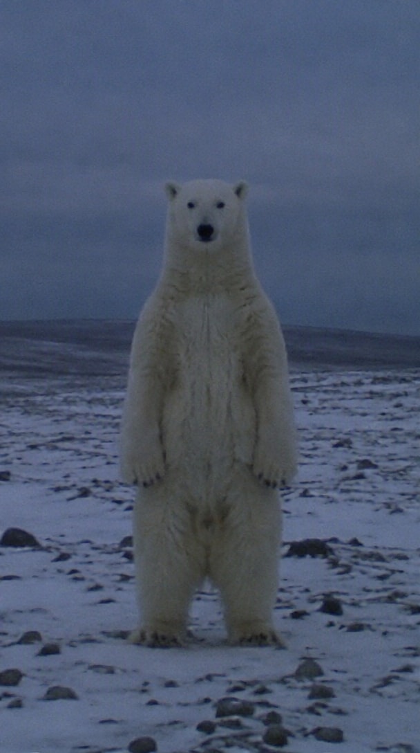 Classic cursed Polar Bear 2026 AI video prompt