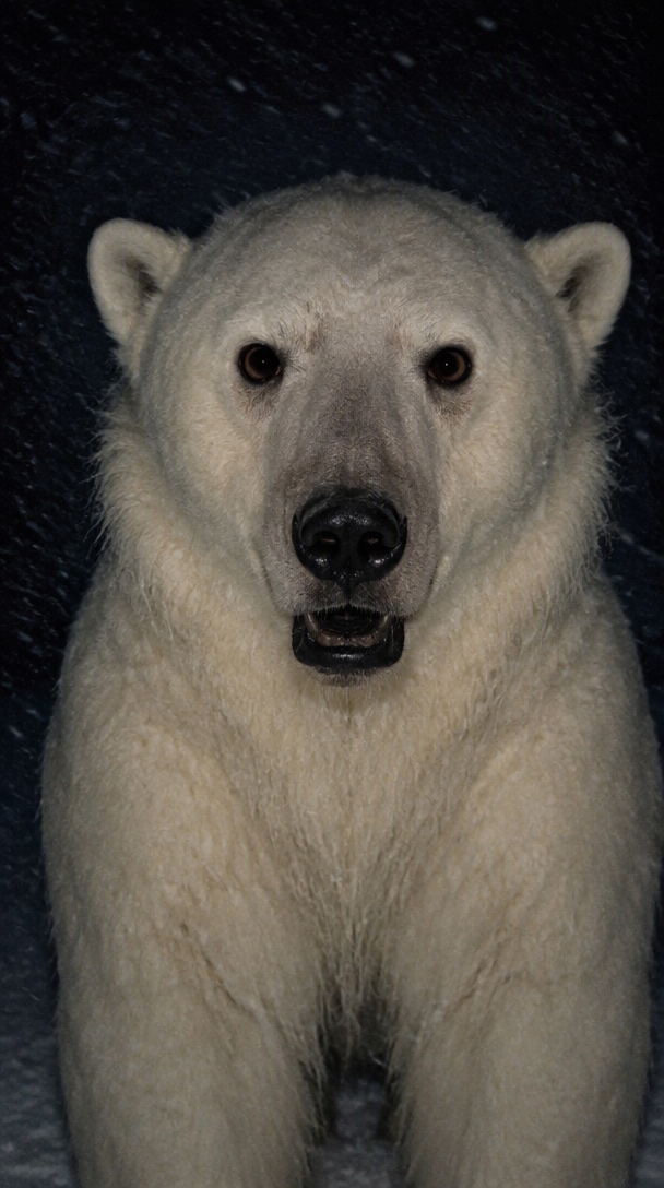 Uncanny singing Polar Bear 2026 AI meme video