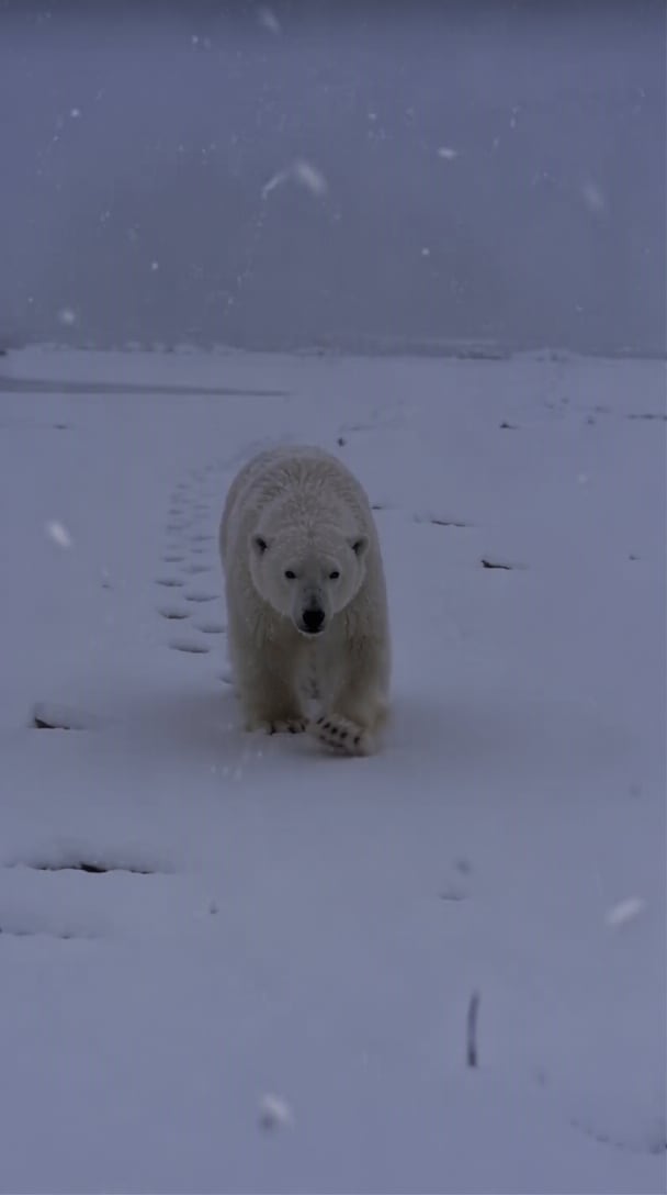 Polar Bear 2026 walks toward camera AI video