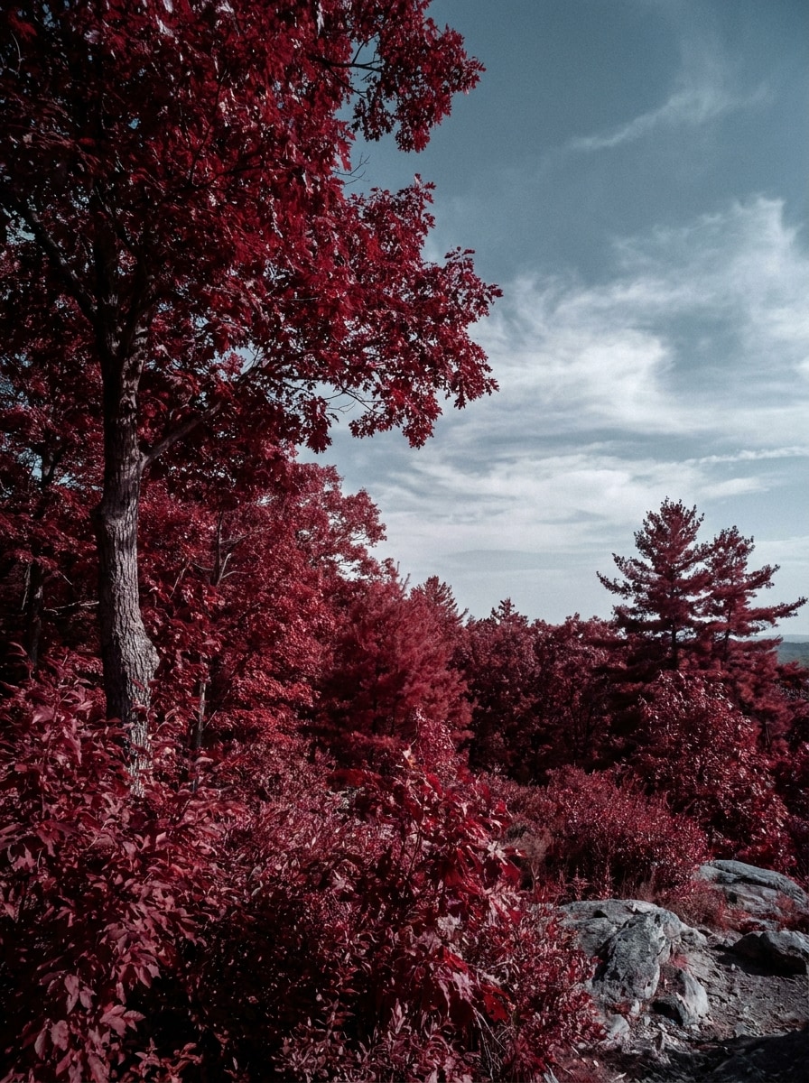 Red Foliage IR