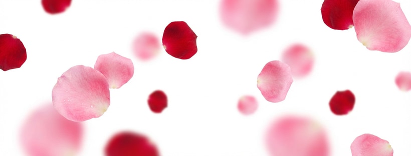 Rose Petals on White Background