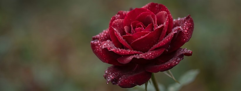 Red Rose Close-up Macro