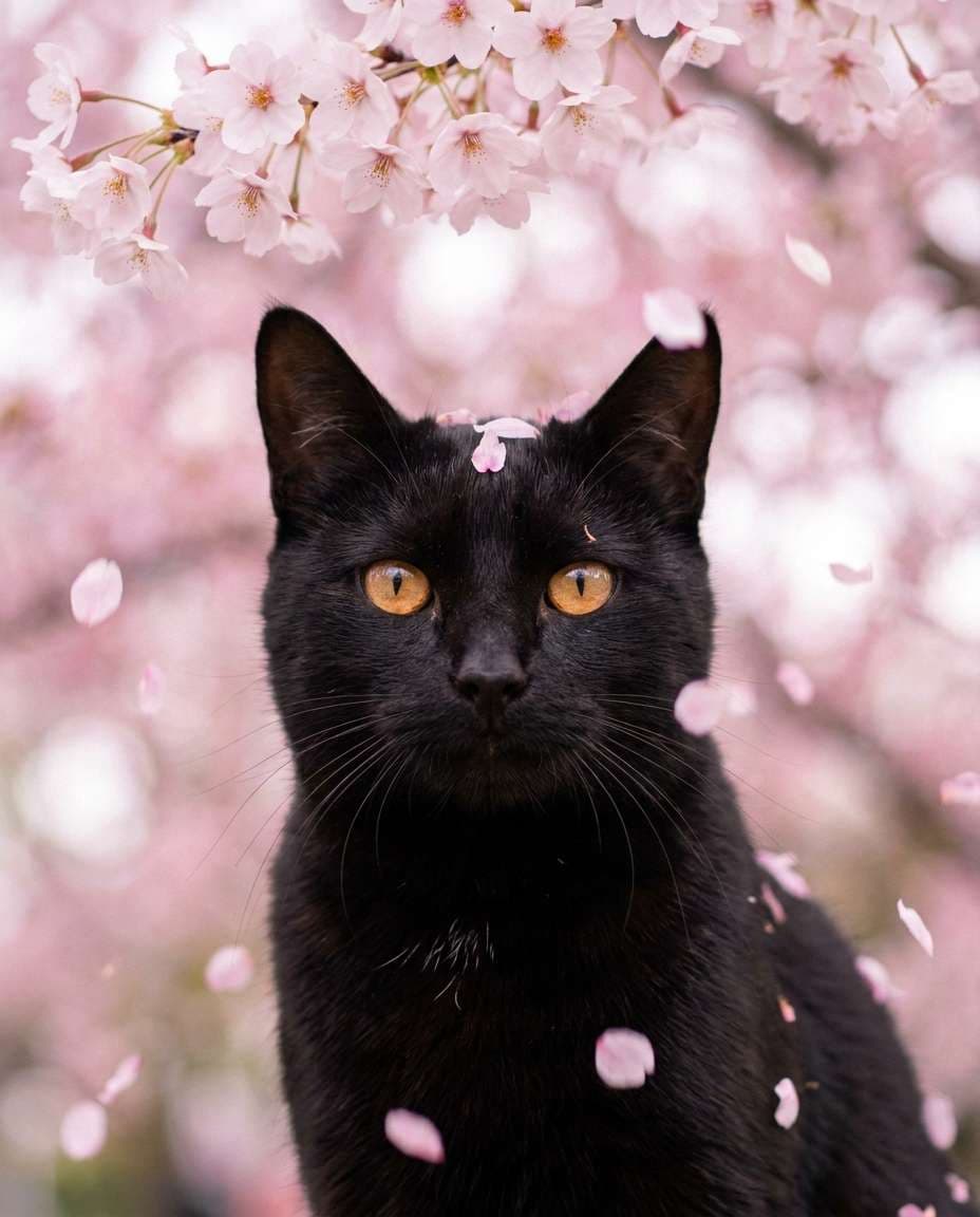cherry blossom pop photo