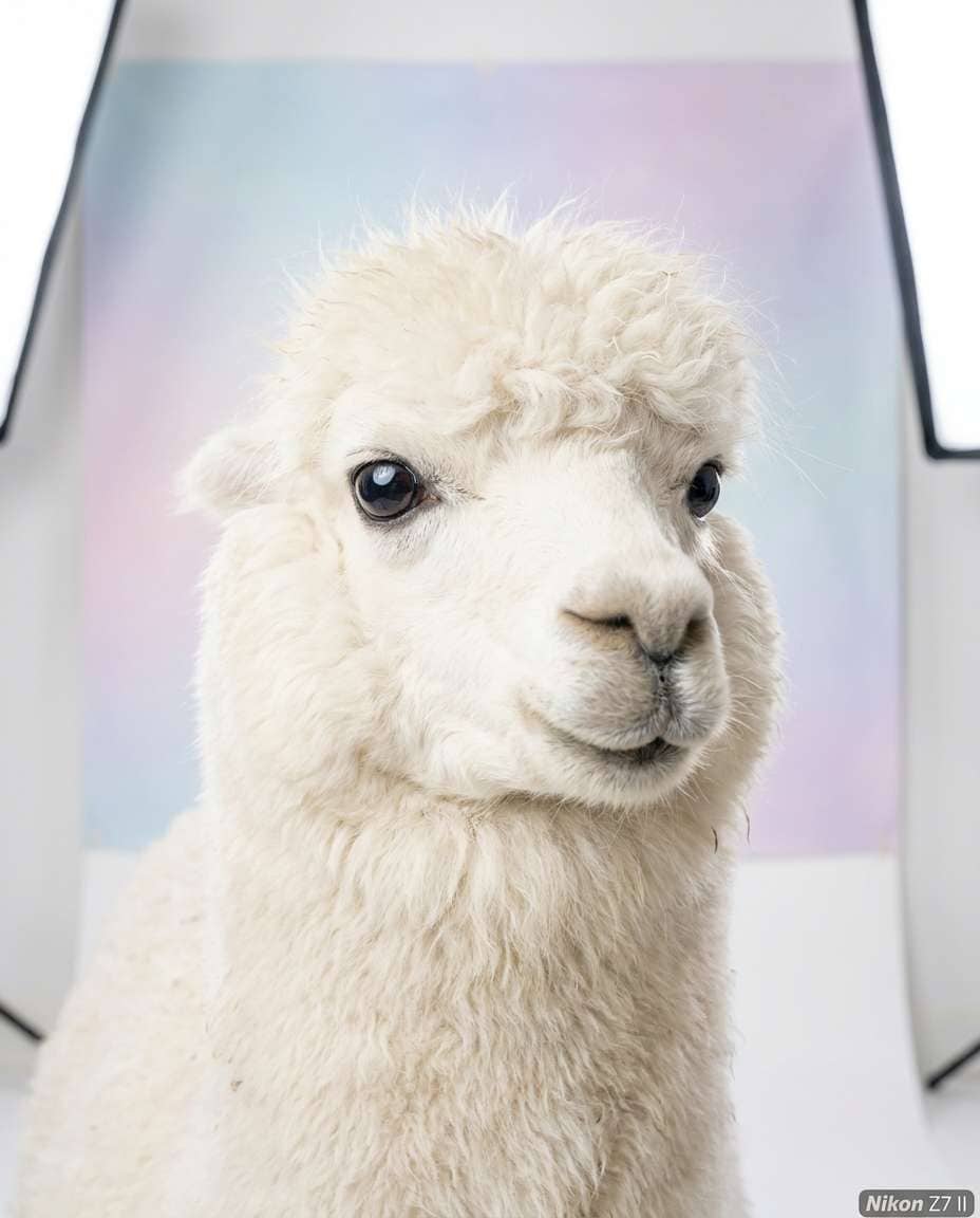 alpaca cloud fur photo