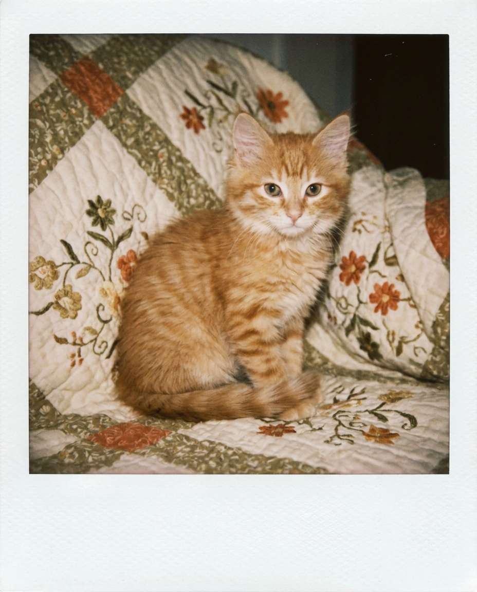 polaroid aesthetic snapshot photo