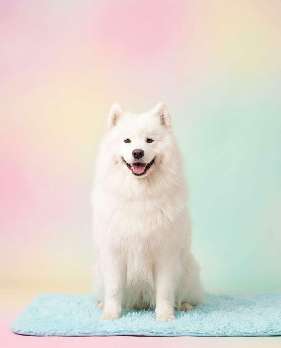 samoyed cloud smile photo