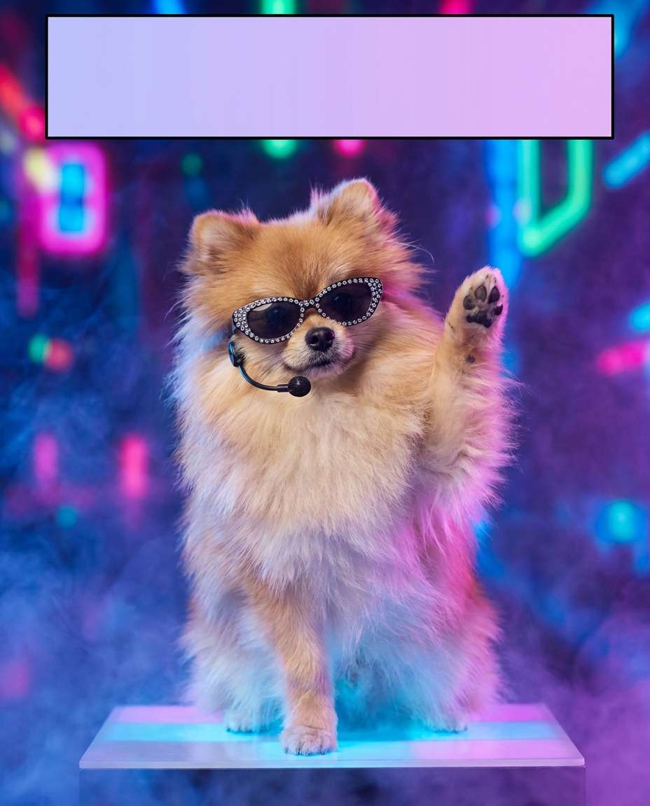 pomeranian pop star photo