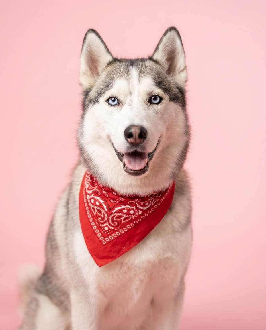 valentine heart bandana photo