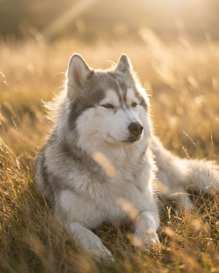 golden hour field photo