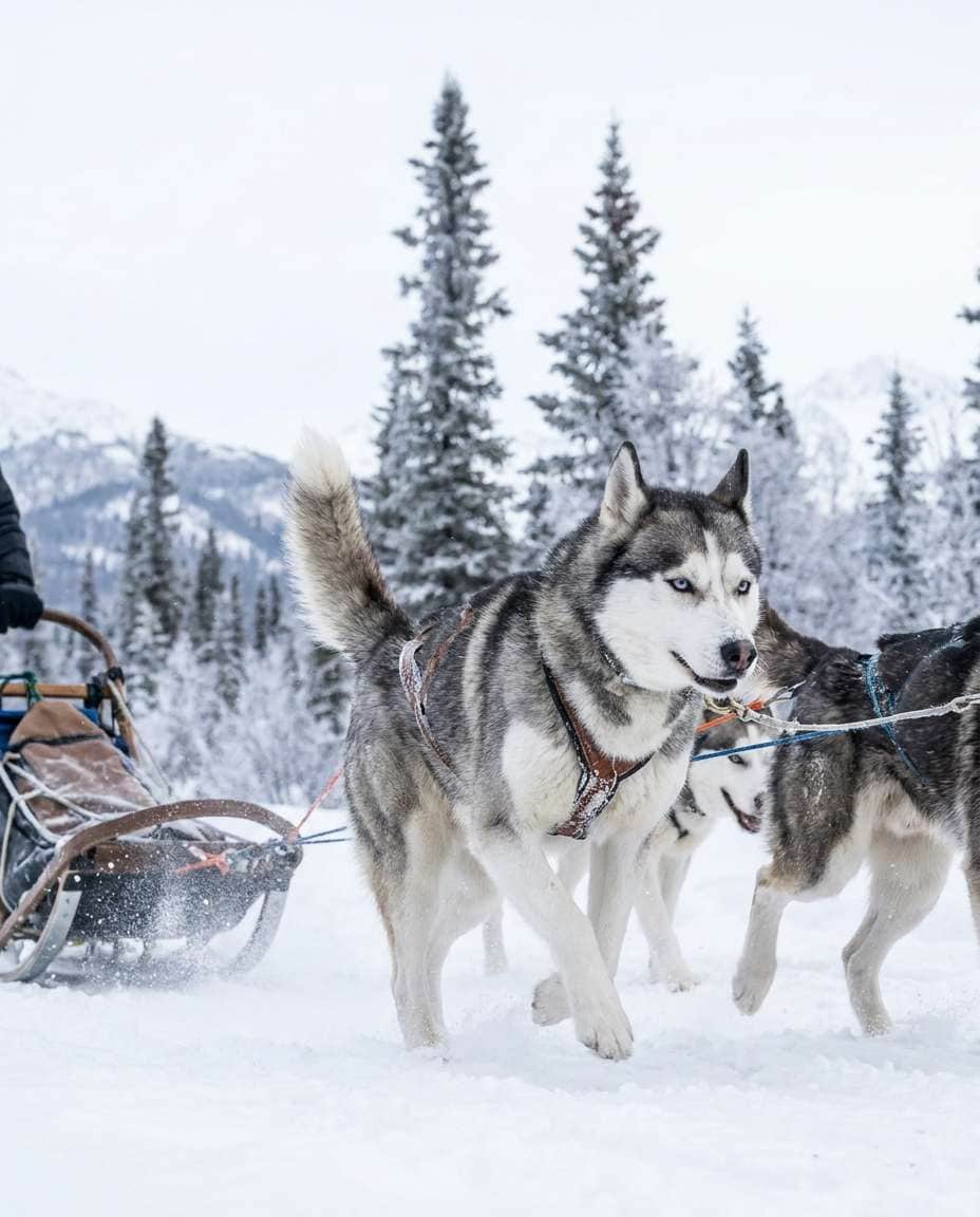 sled team energy photo