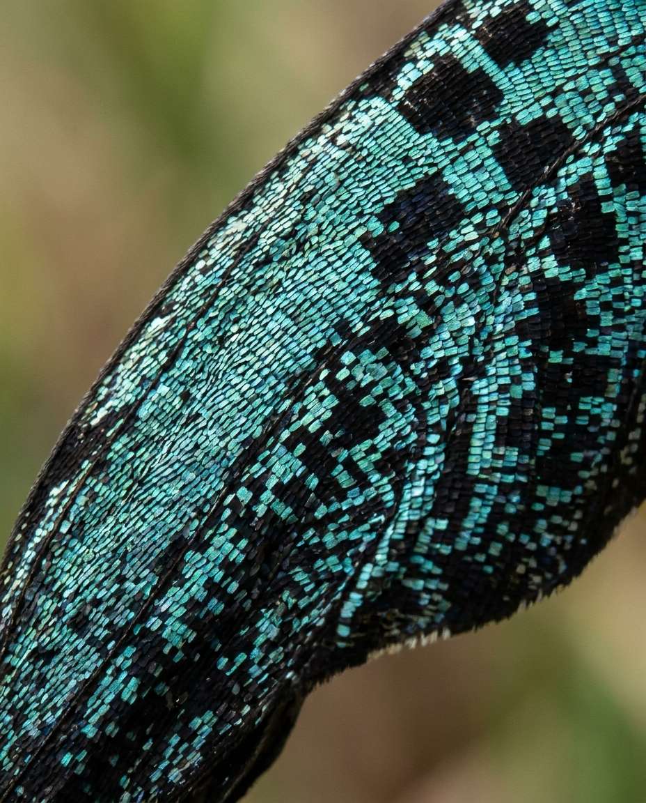 butterfly wing scales photo