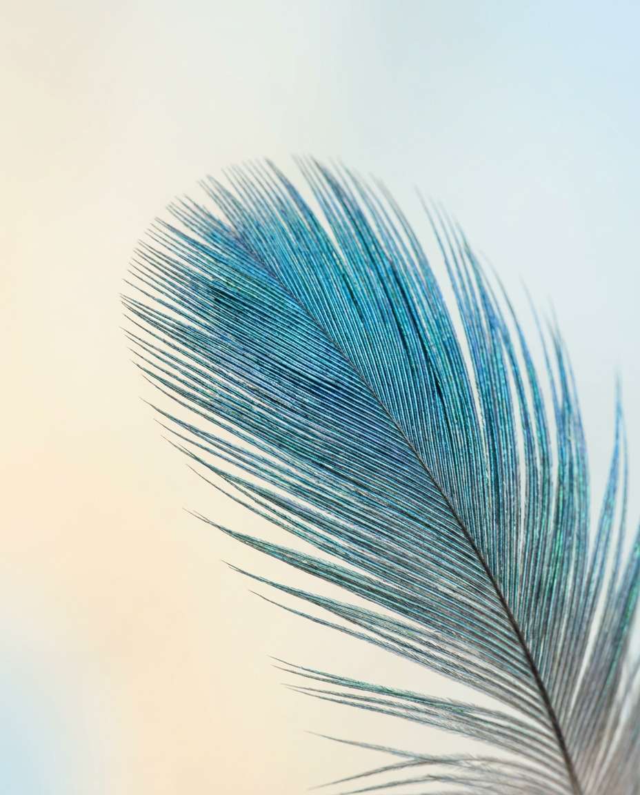 feather micro pattern photo