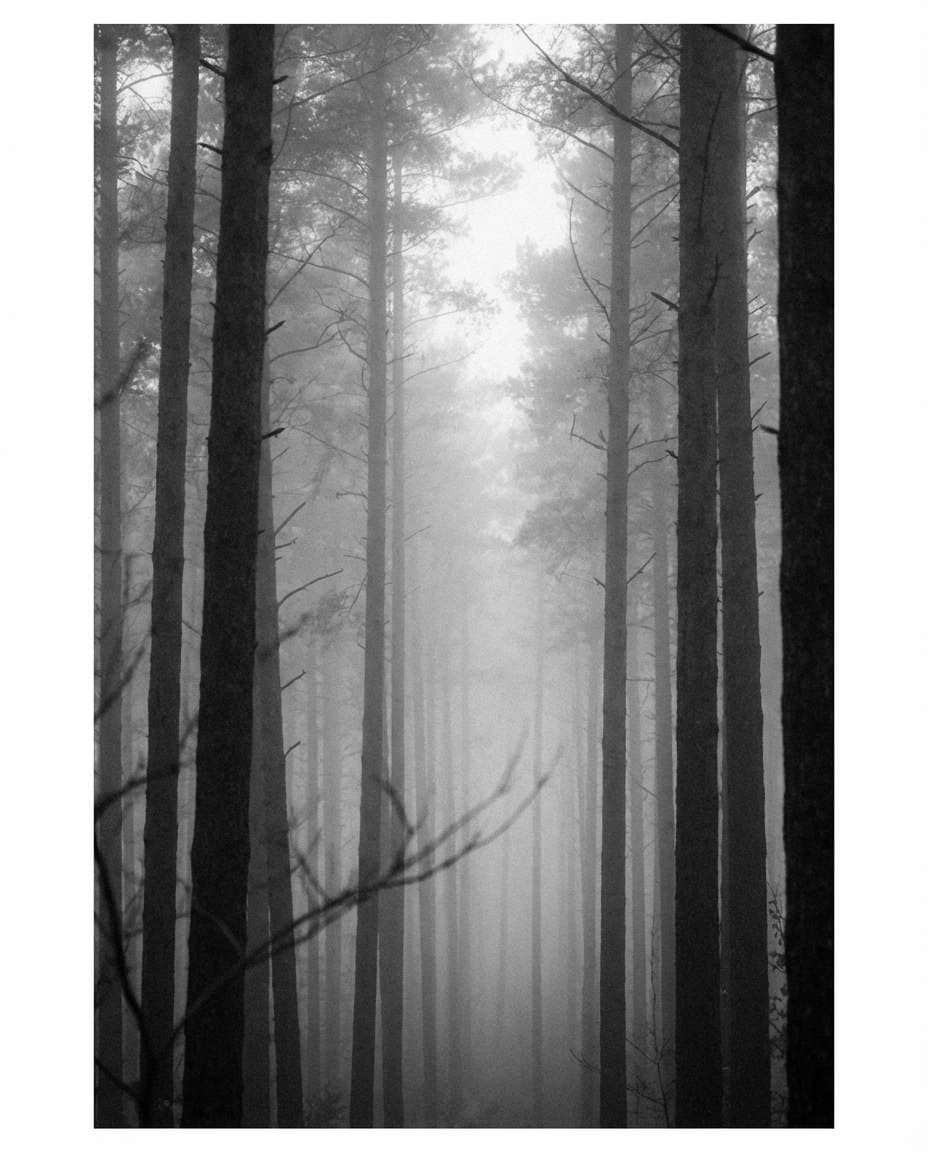 monochrome mist forest photo