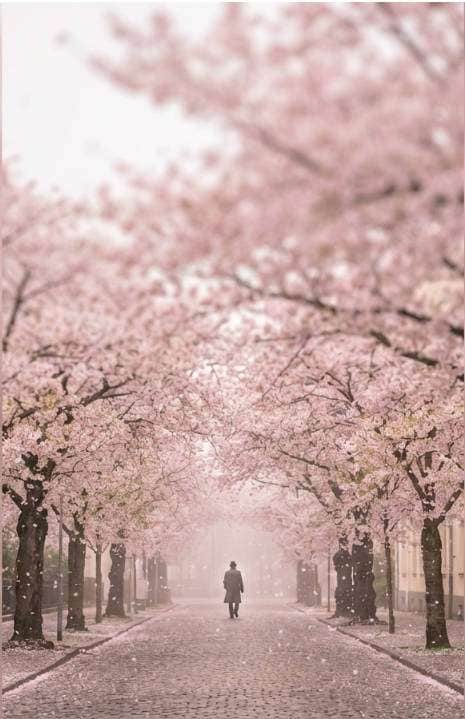 sakura street portrait photo