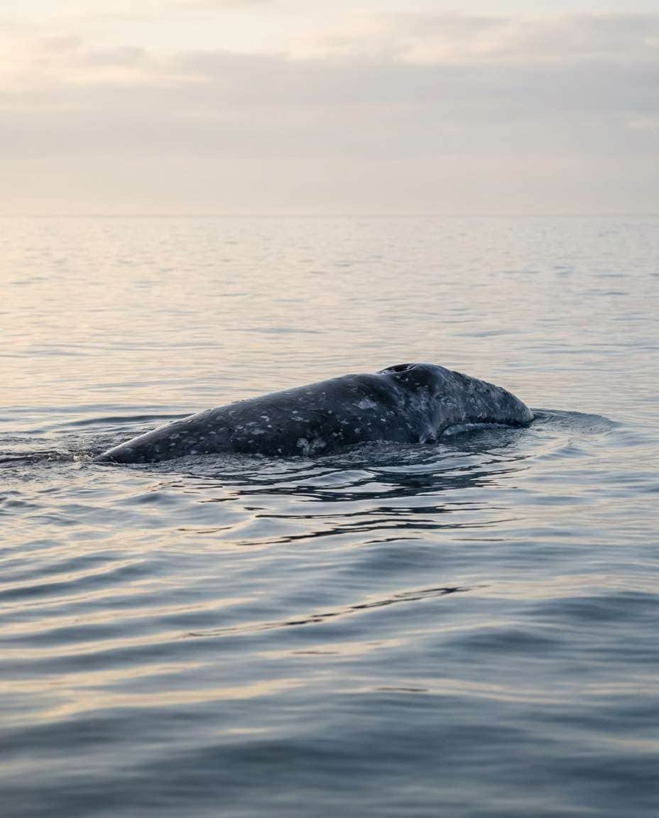 pacific calm companion photo