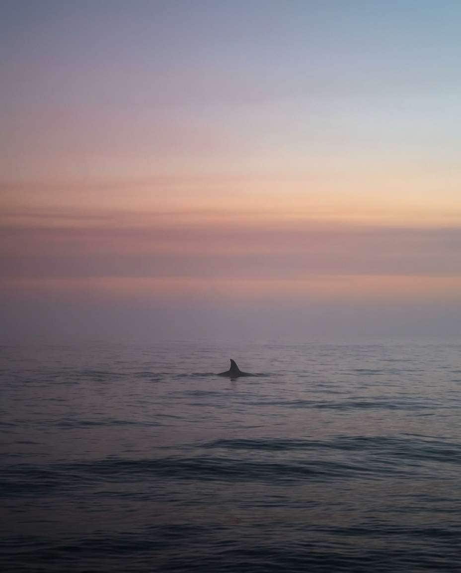 migratory horizon photo