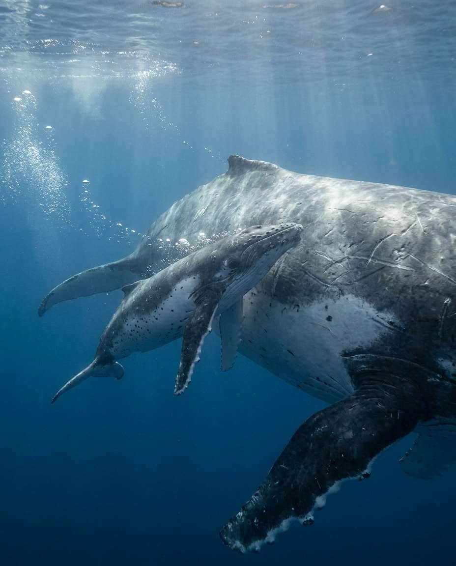 underwater calf moment photo