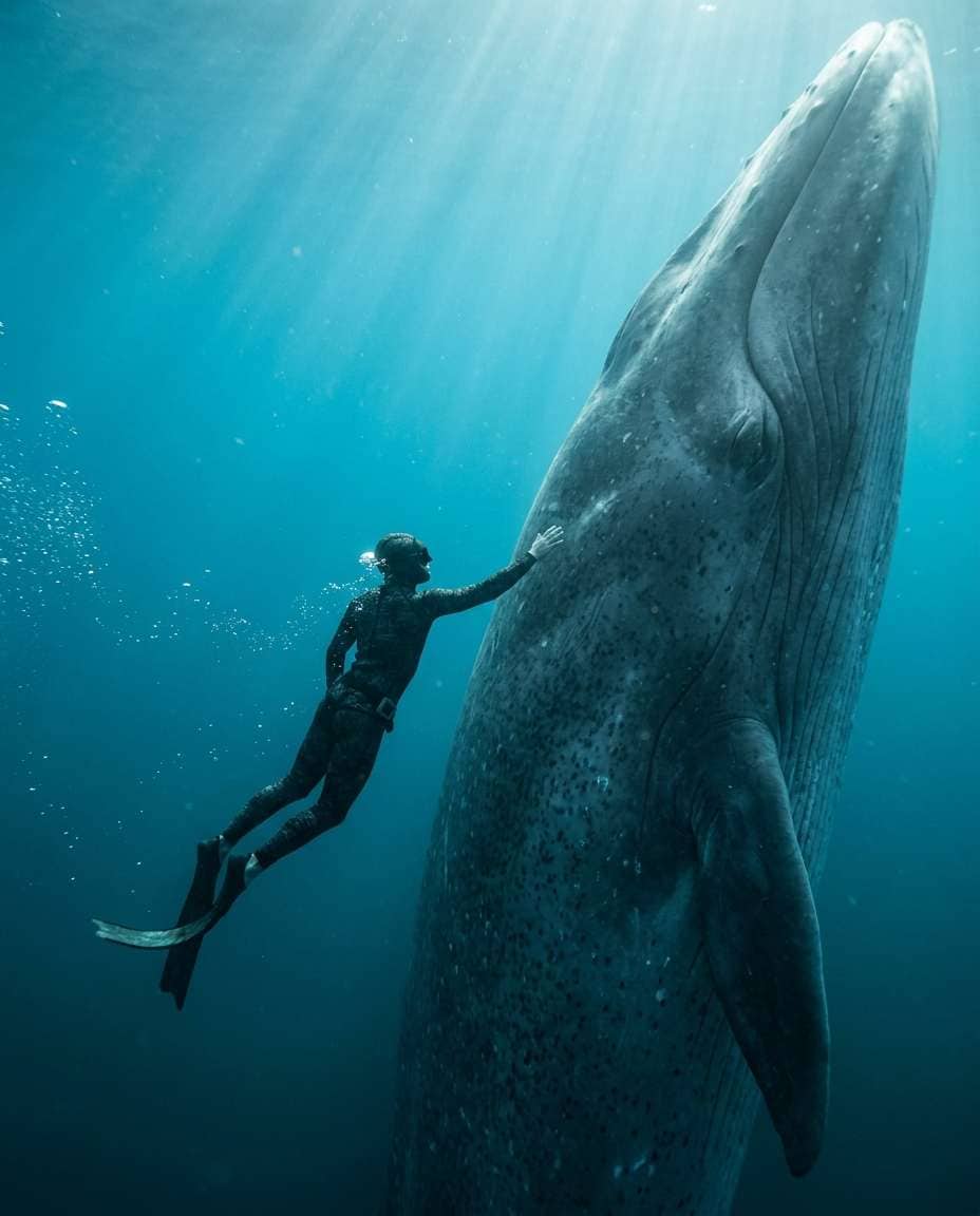 diver scale shot photo