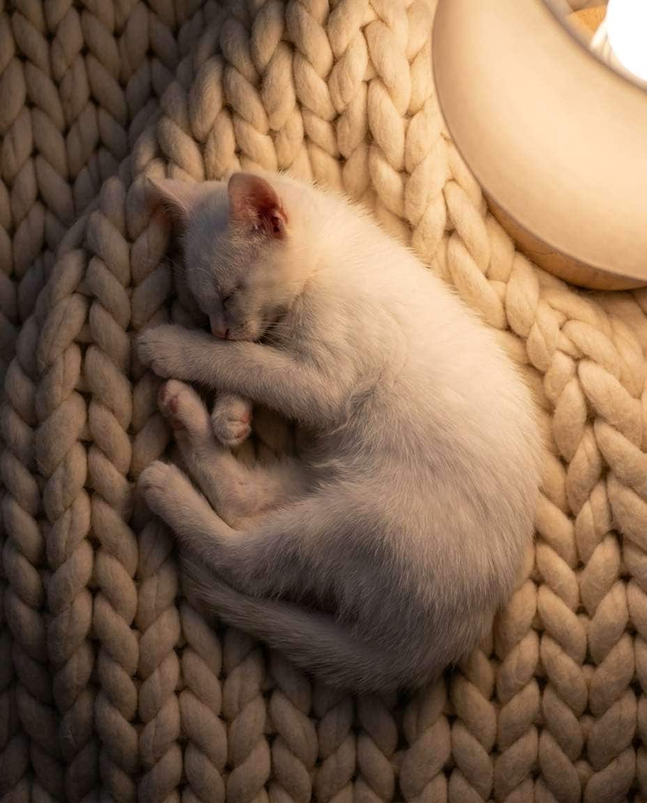 cozy blanket nap photo