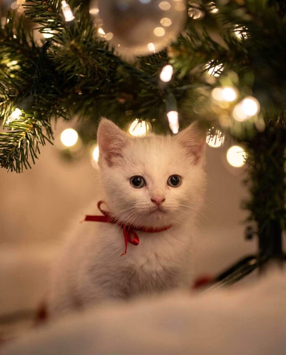 christmas tree glow photo