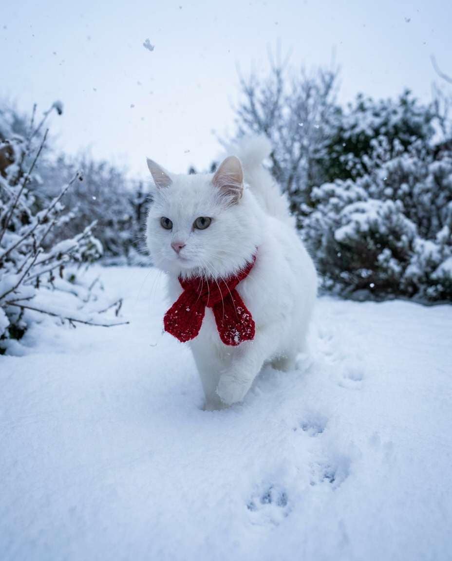 snowy outdoor adventure photo