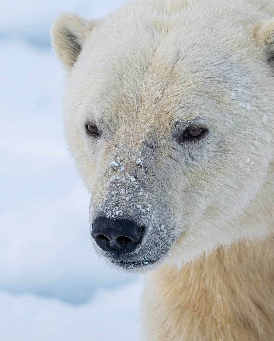 polar bear closeup photo