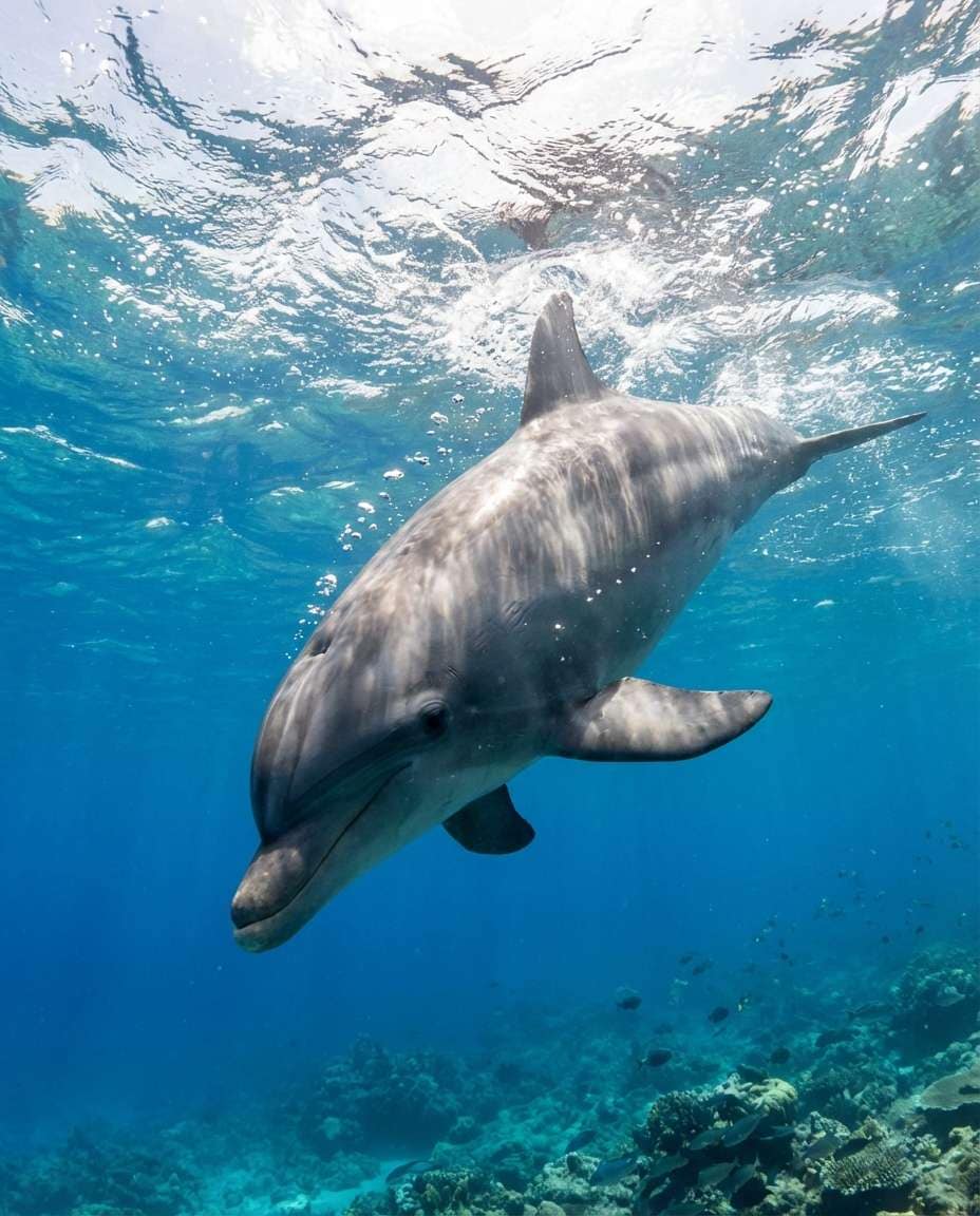 dolphin sun rays photo