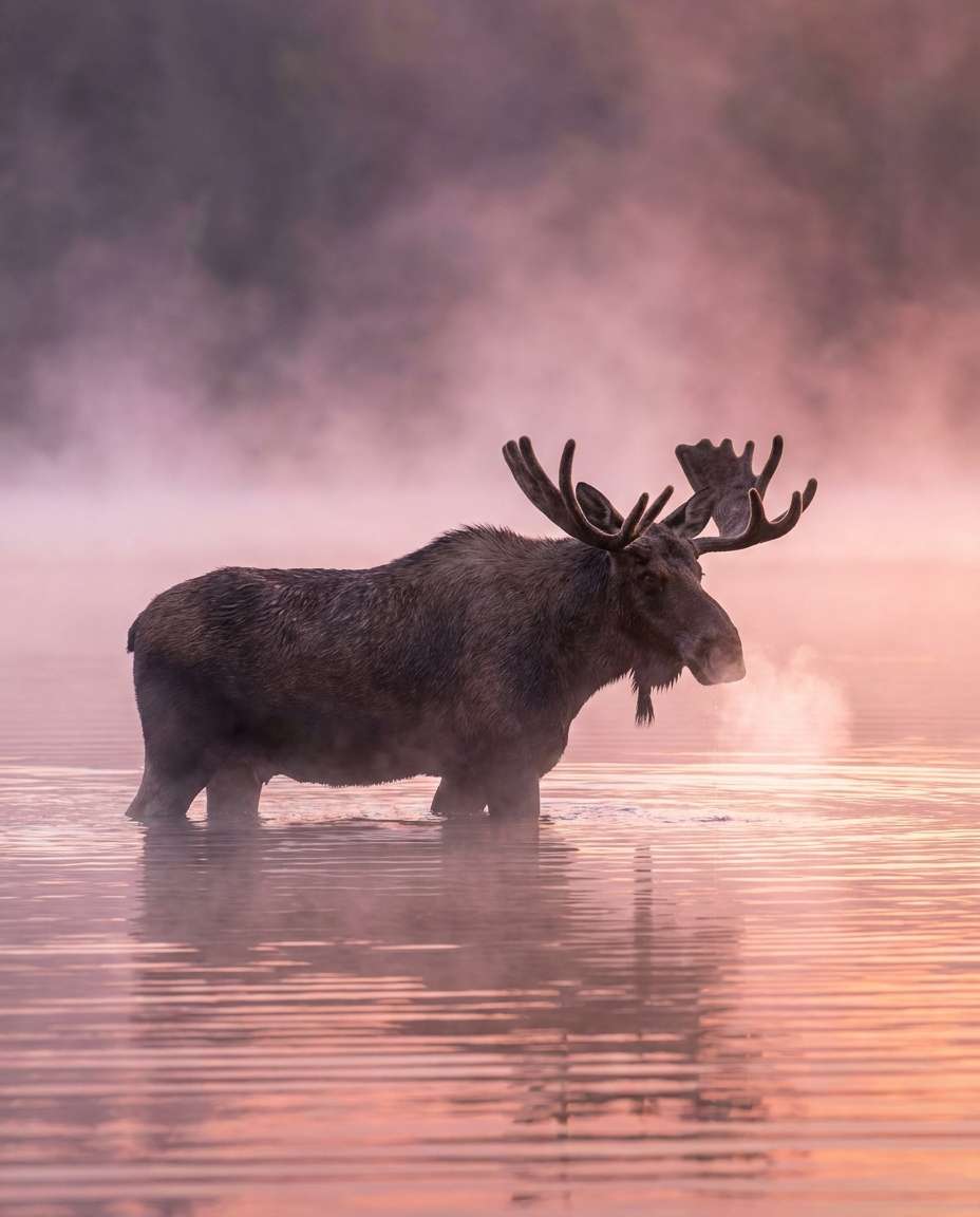 moose fog morning photo