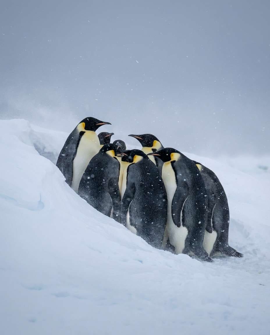 penguin snow drift photo