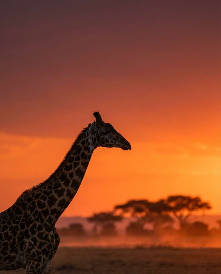giraffe sunset silhouette photo