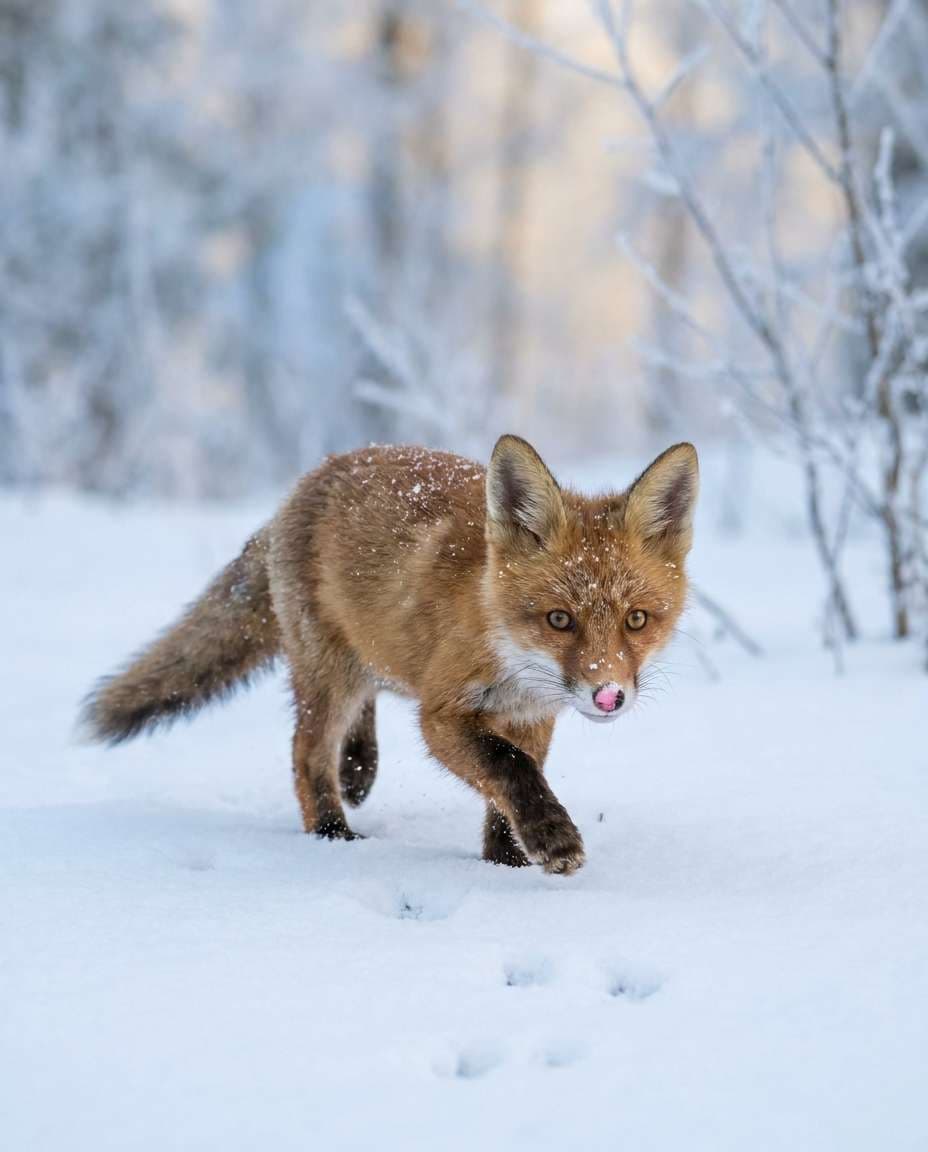snowy paw prints photo
