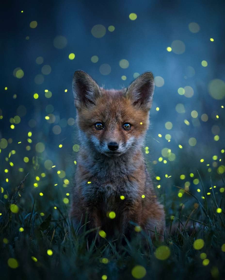 firefly night scene photo
