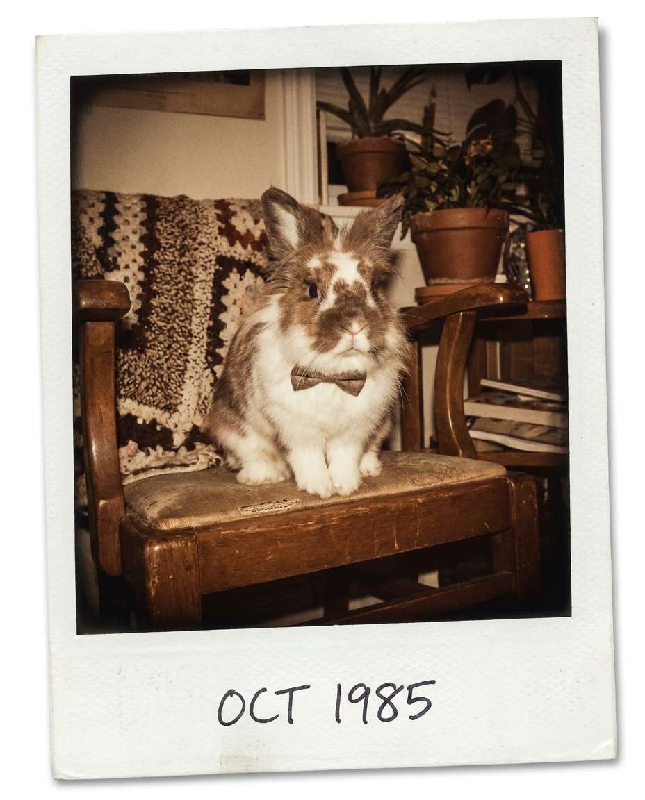 polaroid aesthetic bunny photo