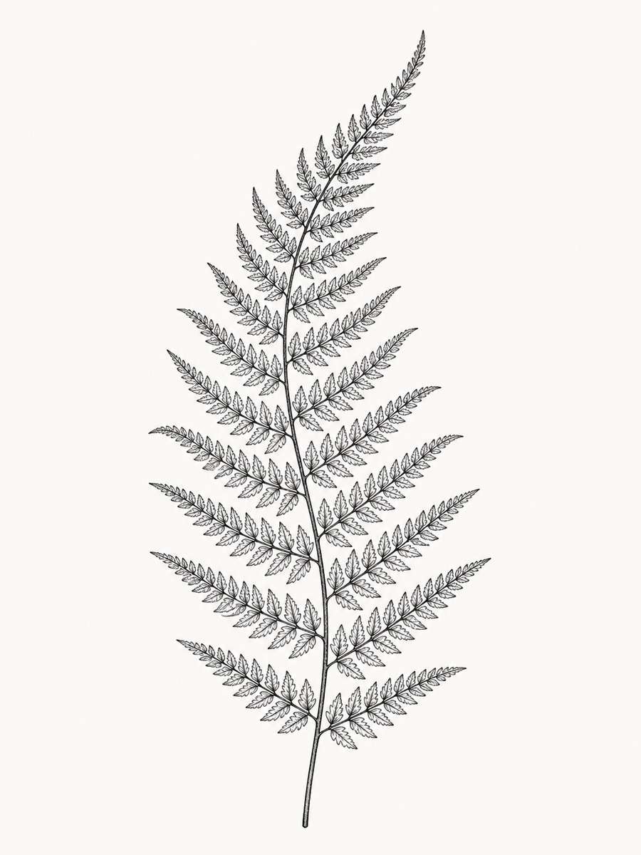 Fern Leaf Tattoo Flash photo