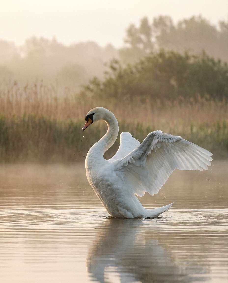 swan ballet water photo