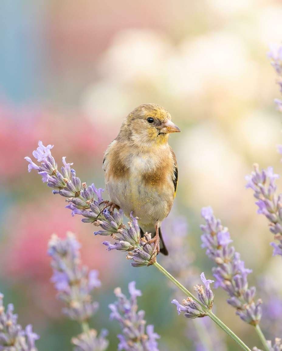 finch flower garden photo