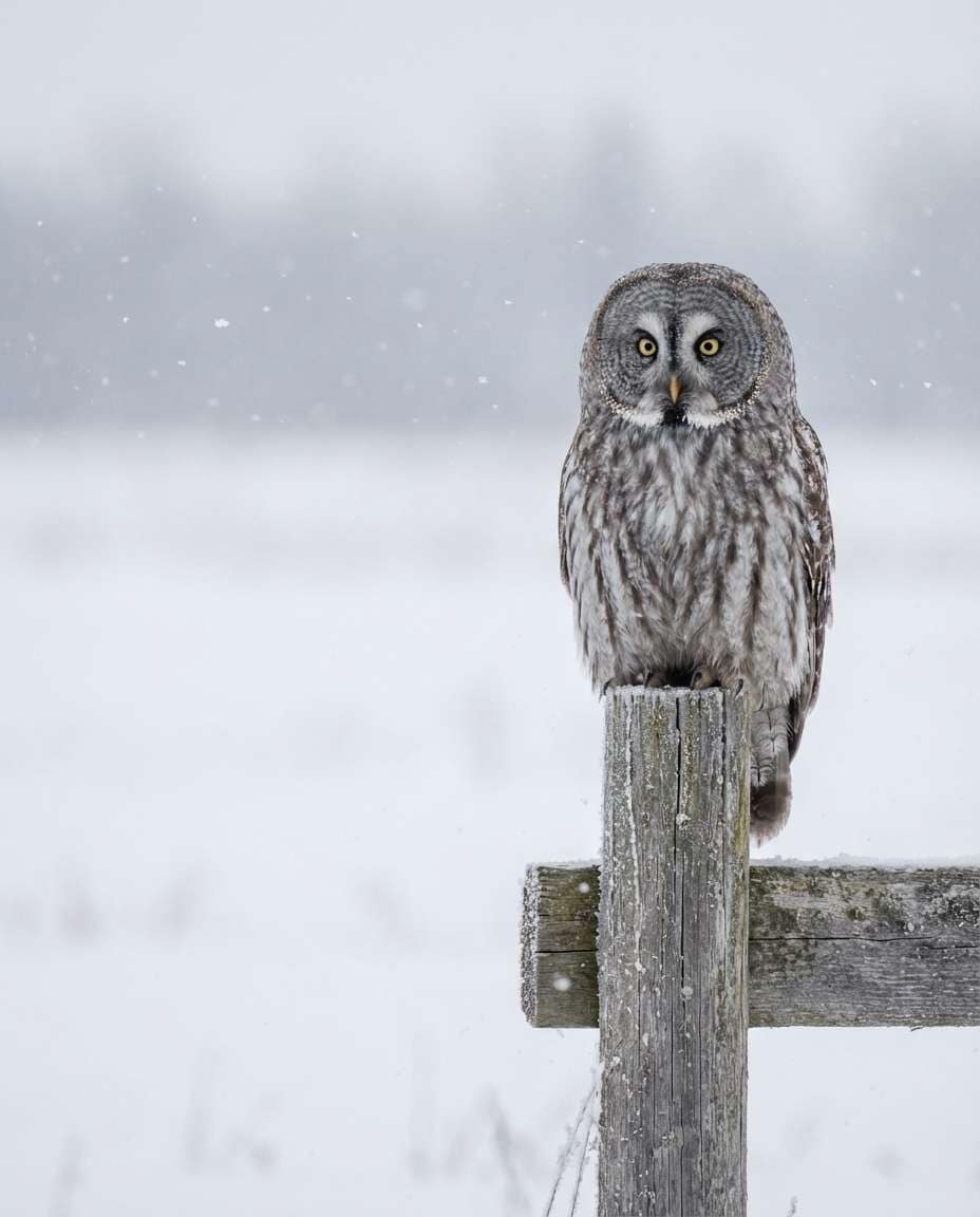 snowy owl minimal photo