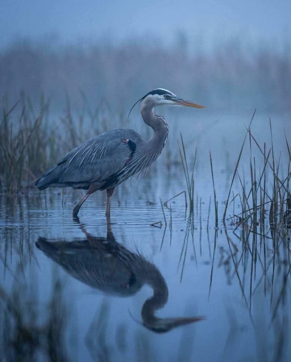 heron blue hour photo