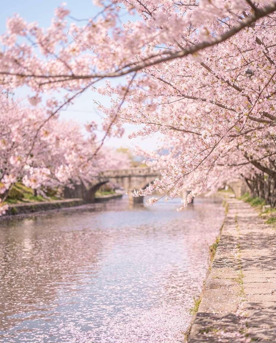 blossom riverside path photo