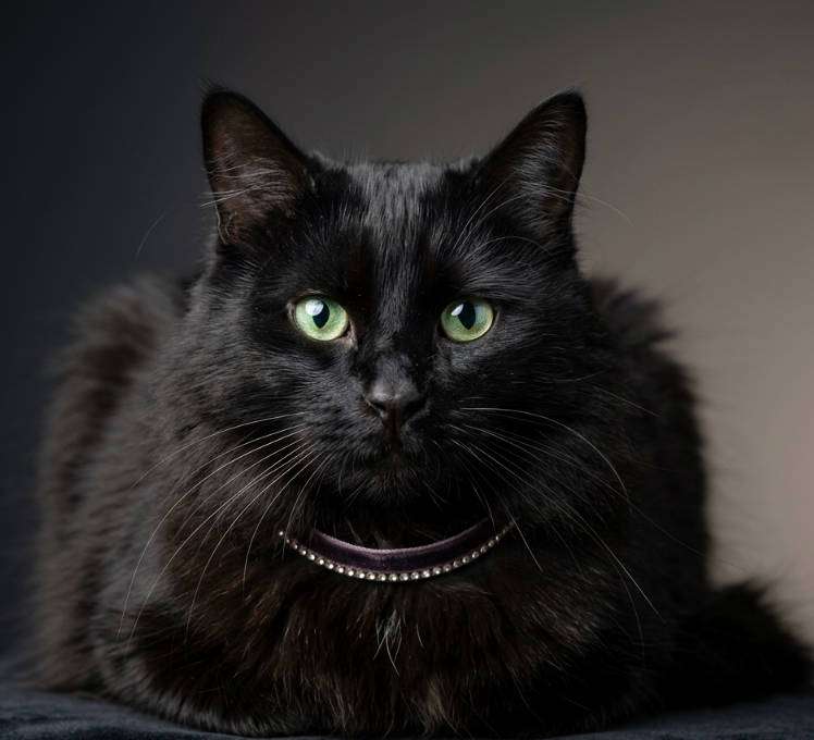 glam studio cat photo