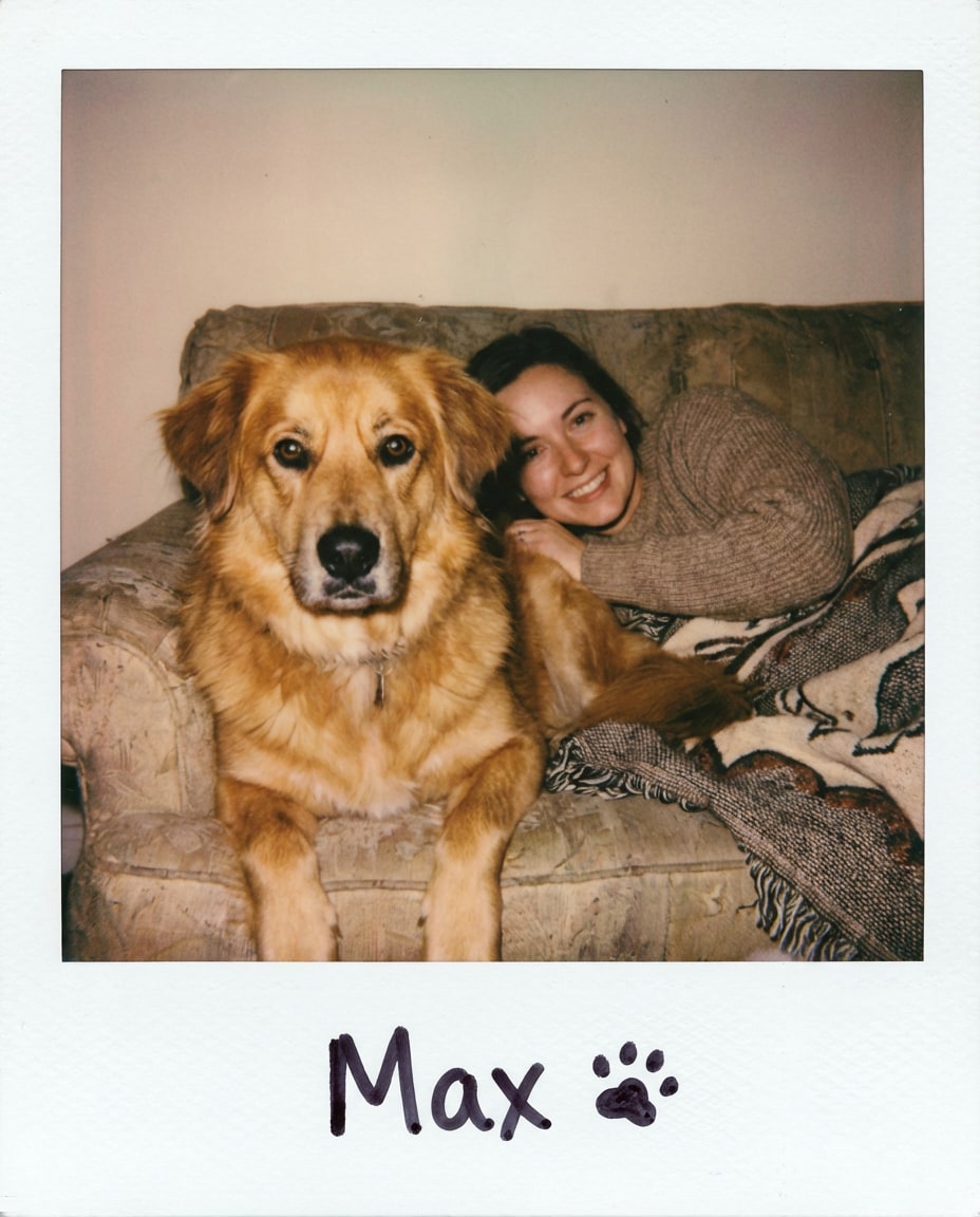 dog on the couch photo