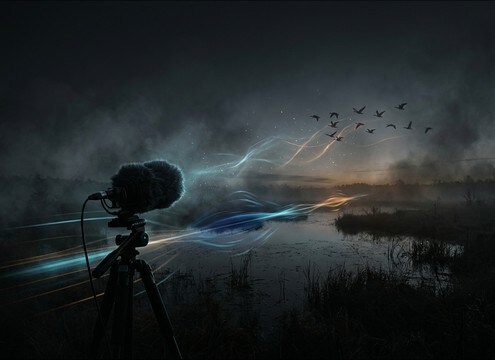 Realistic goose honk layered under wildlife documentary footage