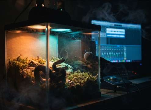 Soft snake movement and terrarium ambience sound for pet footage