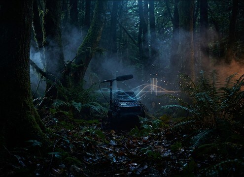 Forest sounds for podcasts
