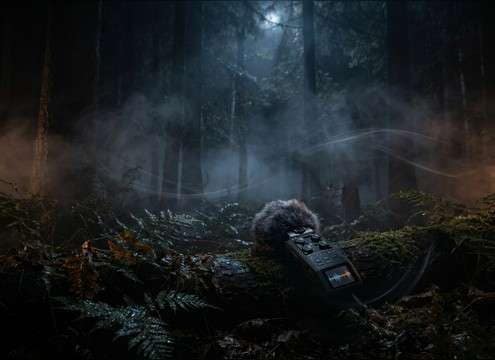 Forest ambience for sleep videos