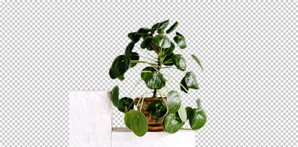 remove background from plant image